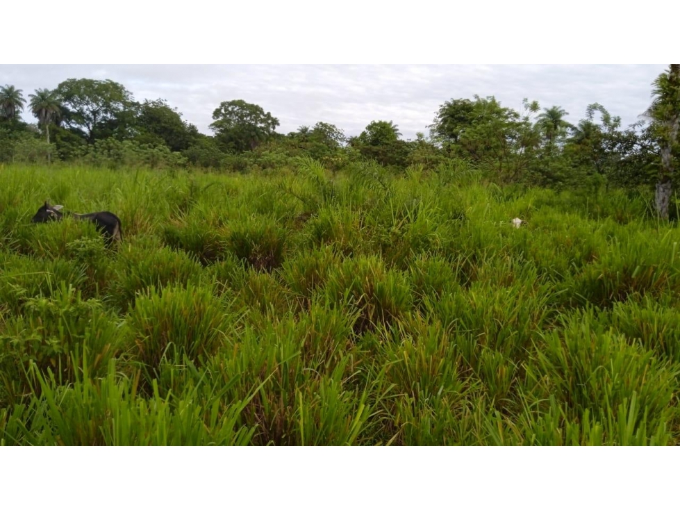Finca en Manchuila Santo Domingo, Bugaba Chiriquí - 4