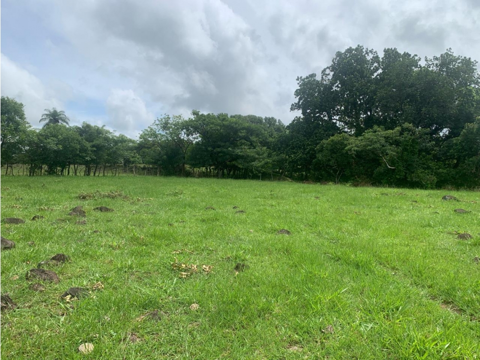 Finca de Más de 5.4 Hectáreas en Venta Los Algarrobos, Dolega - 4