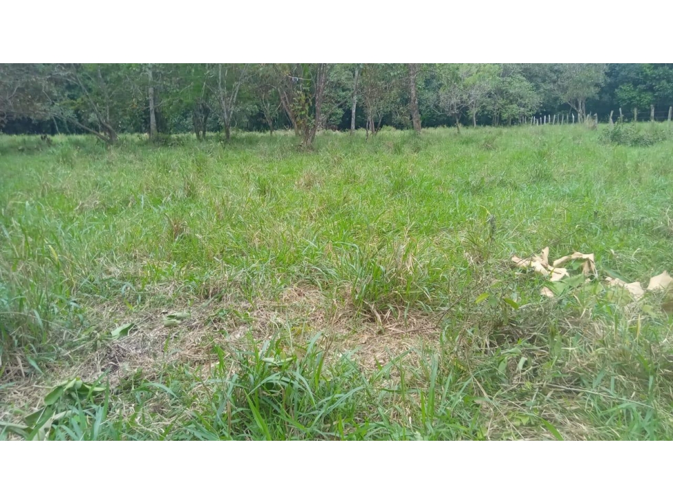 Finca en Manchuila Santo Domingo, Bugaba Chiriquí - 6