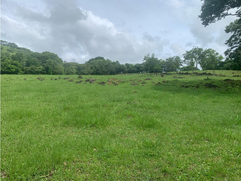 Finca de Más de 5.4 Hectáreas en Venta Los Algarrobos, Dolega - 6