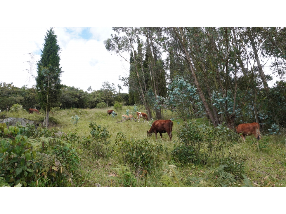 FINCA EN VENTA Alto Charco 8 Fanegadas con Casa en Sibaté. - 5