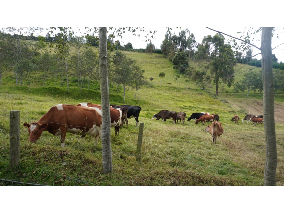 finca en venta en Sibaté, Vereda La Unión Ganadería y Agricultura - 4