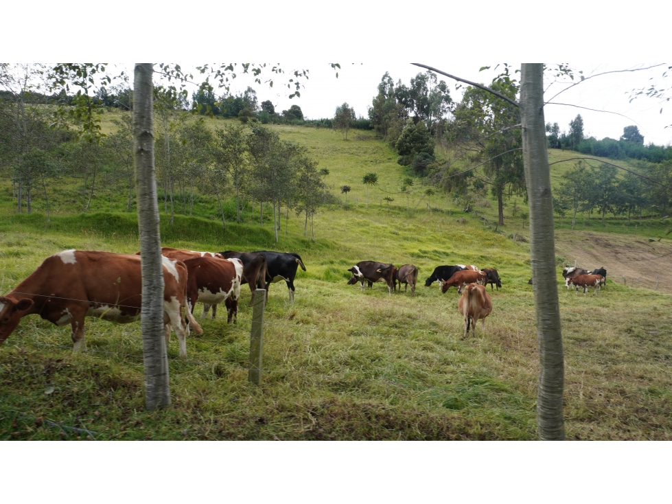 finca en venta en Sibaté, Vereda La Unión Ganadería y Agricultura - 5