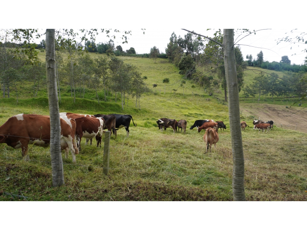 finca en venta en Sibaté, Vereda La Unión Ganadería y Agricultura - 6