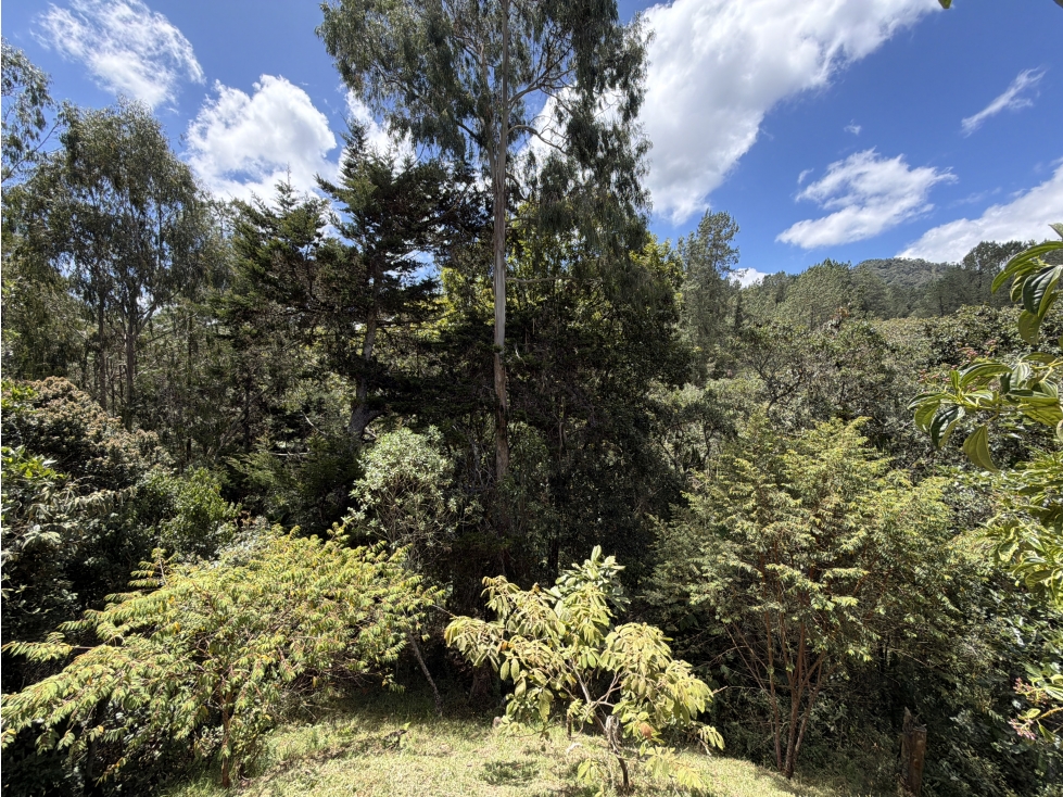 Se arrienda casa con vista y naturaleza cerca a Viva Palmas — foto 3