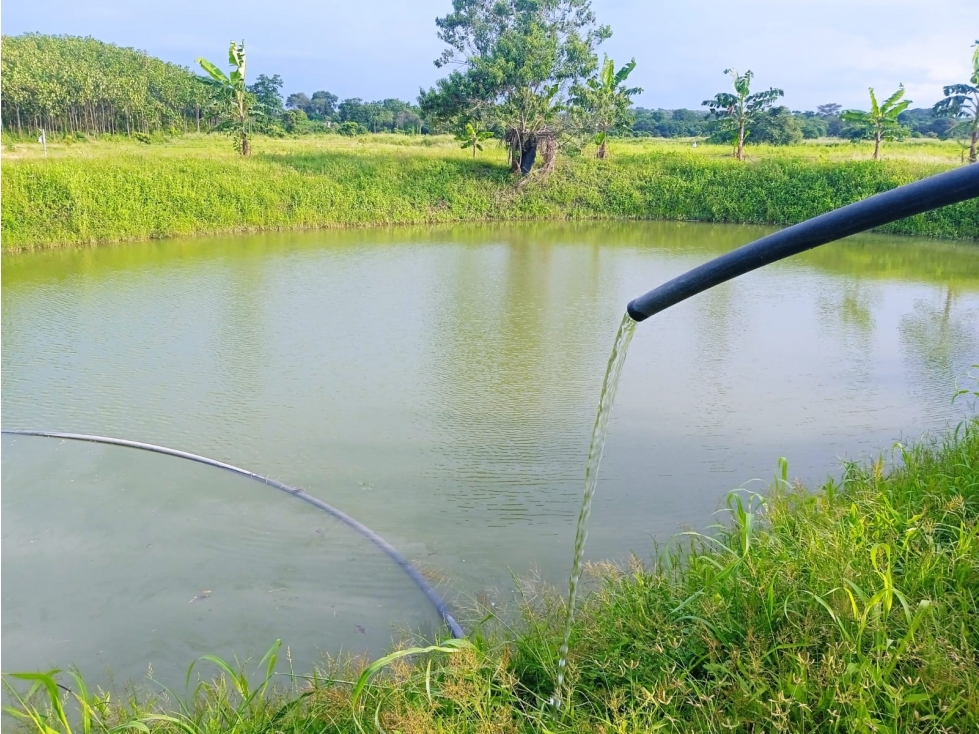 FINCA EN VENTA, 70 Ha - Pedro Carbo, Prov. Guayas - 3