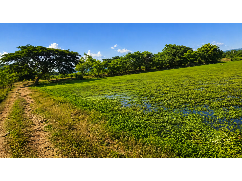 FINCA PRODUCTIVA EN VENTA | 68 HECTÁREAS, Petrillo - 4