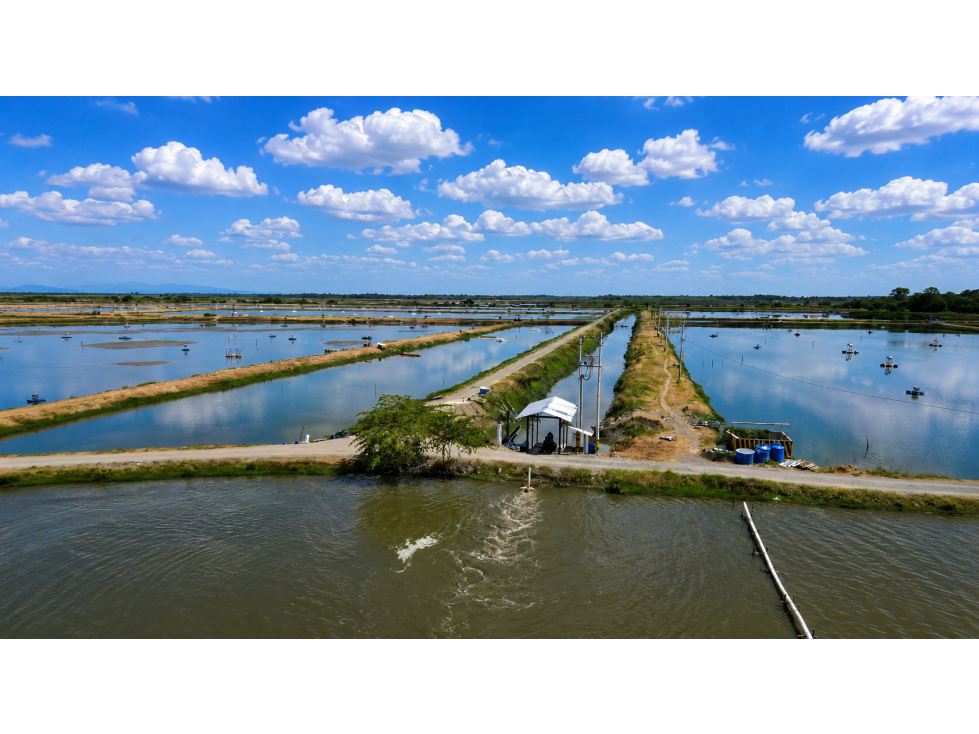 CAMARONERA EN VENTA | 202 HECTÁREA, Churute - 1