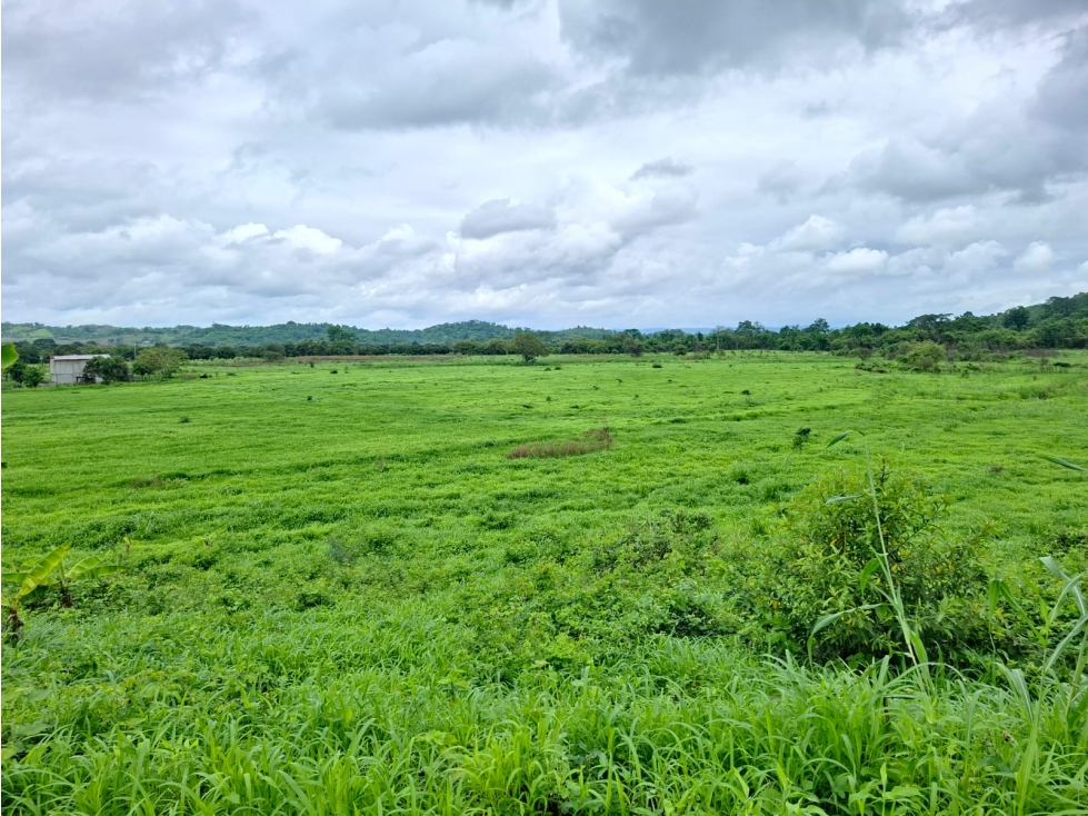 FINCA EN VENTA, 70 Ha - Pedro Carbo, Prov. Guayas - 5