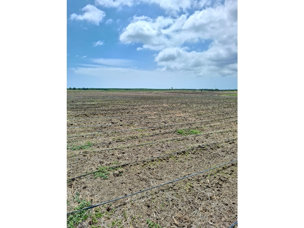 FINCA AGRÍCOLA EN VENTA 130 HECTÁREAS | Chanduy - 4