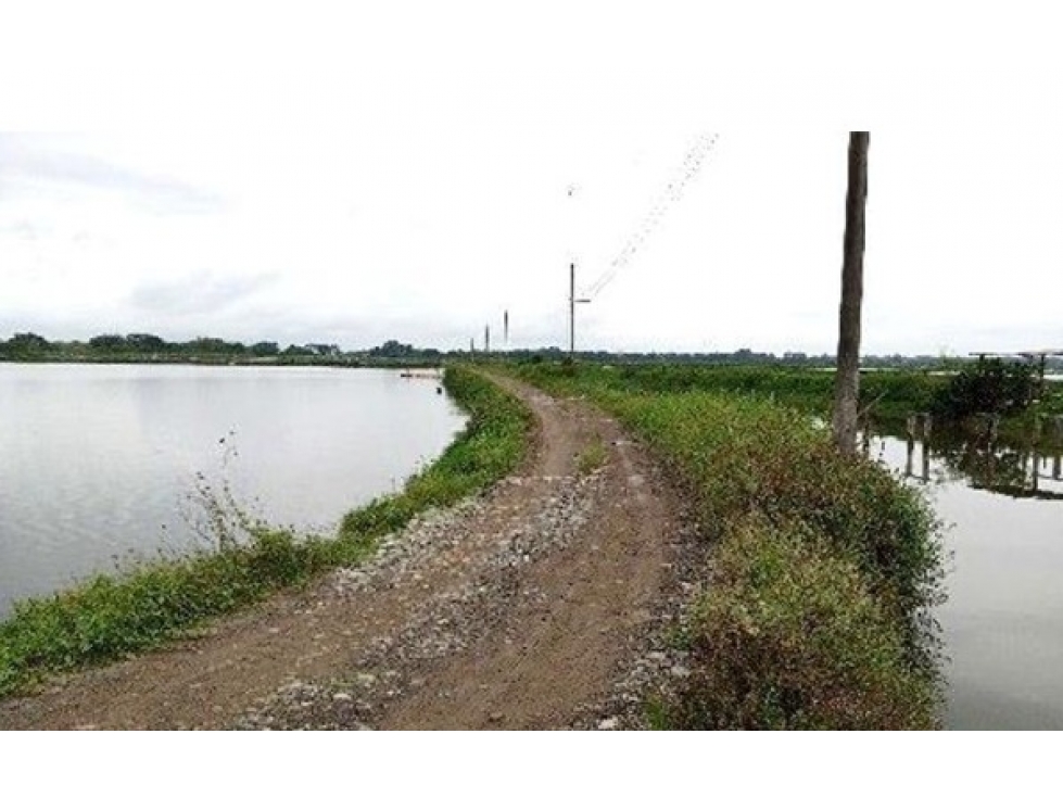 CAMARONERA PRODUCTIVA EN VENTA 204 HECTÁREAS | TENGUEL, GUAYAS — foto 3
