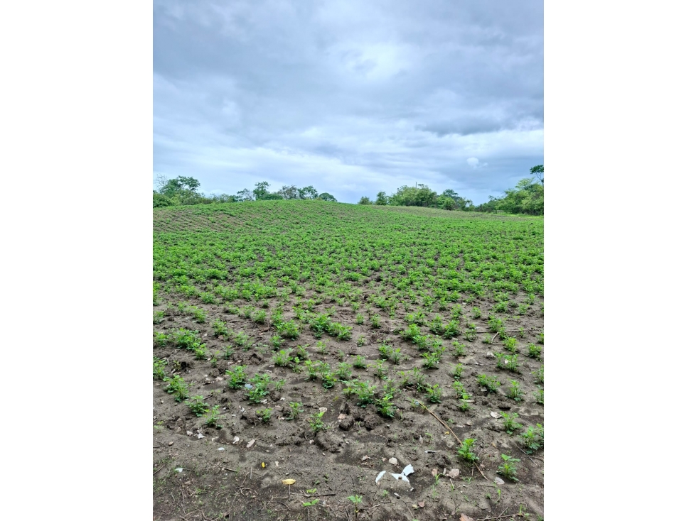 FINCA EN VENTA, 70 Ha - Pedro Carbo, Prov. Guayas - 6