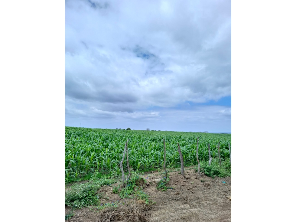 FINCA AGRÍCOLA EN VENTA 130 HECTÁREAS | Chanduy - 2