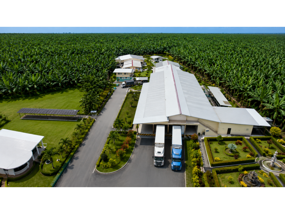 BANANERA EN VENTA | 515 HECTÁREAS, Los Ríos - 1