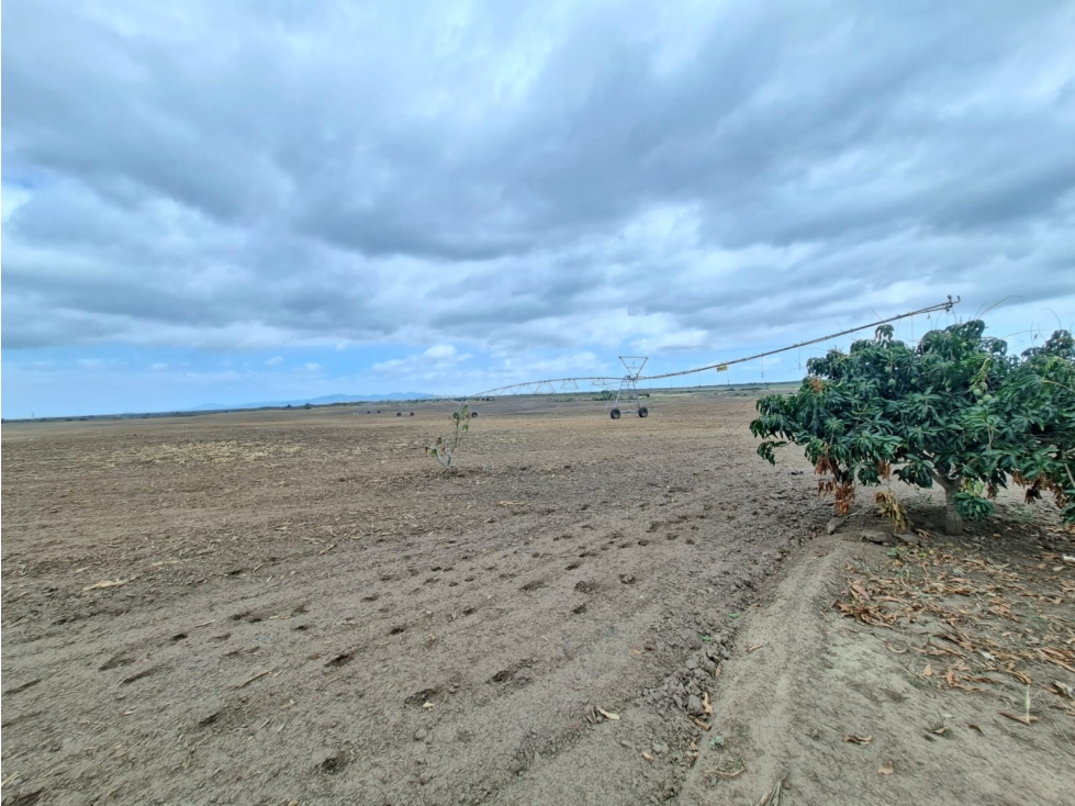 FINCA AGRÍCOLA EN VENTA 130 HECTÁREAS | Chanduy - 1