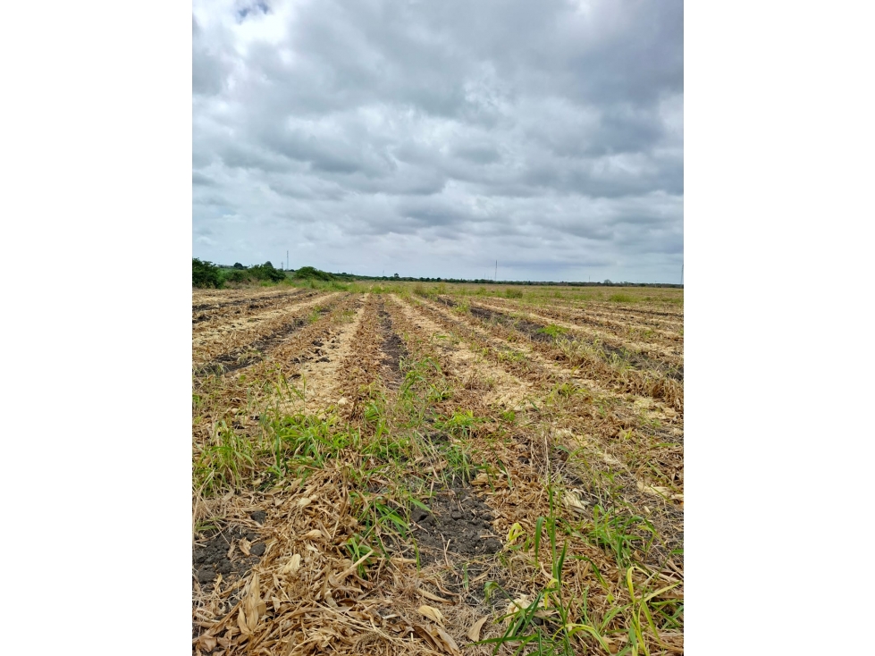 FINCA AGRÍCOLA EN VENTA 130 HECTÁREAS | Chanduy - 6