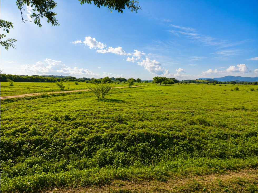 FINCA PRODUCTIVA EN VENTA | 68 HECTÁREAS, Petrillo - 2
