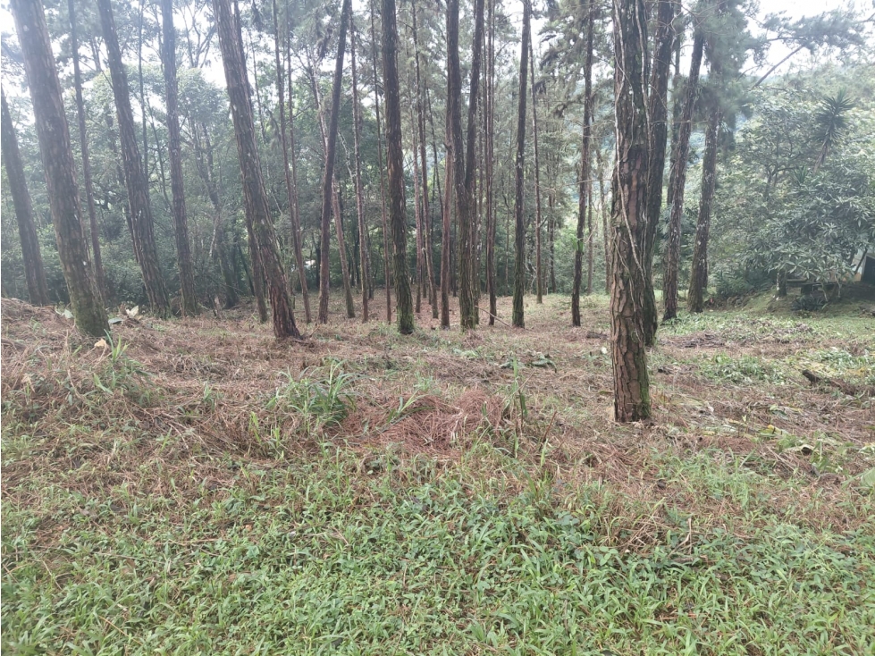 VENDEMOS LOTE EN CERRO AZUL EL PINAR - 2