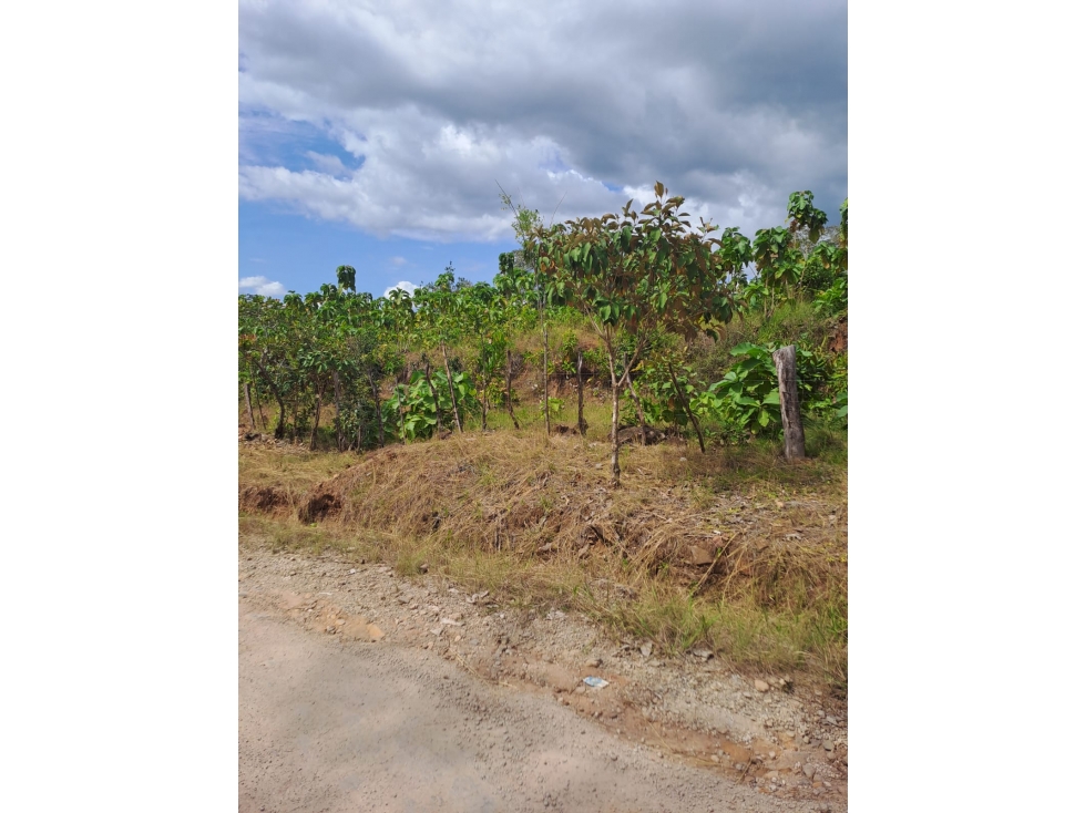 VENTA DE FINCA POBLADO LLANO EN CALOBRE — foto 6