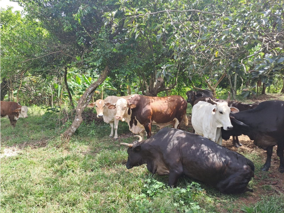 VENTA DE FINCA POBLADO LLANO EN CALOBRE — foto 5