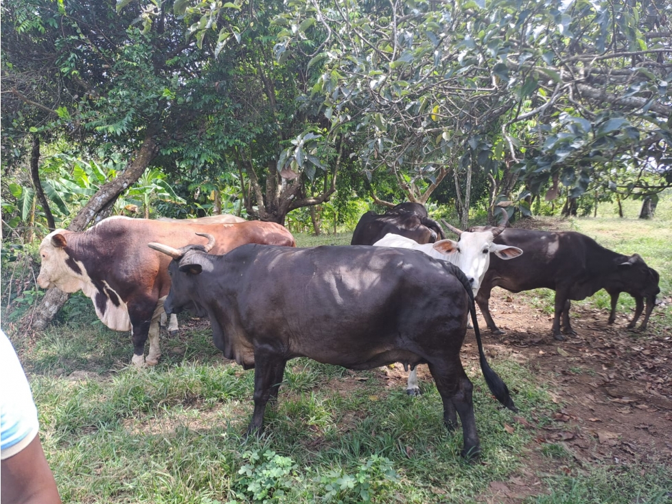 VENTA DE FINCA POBLADO LLANO EN CALOBRE — foto 4