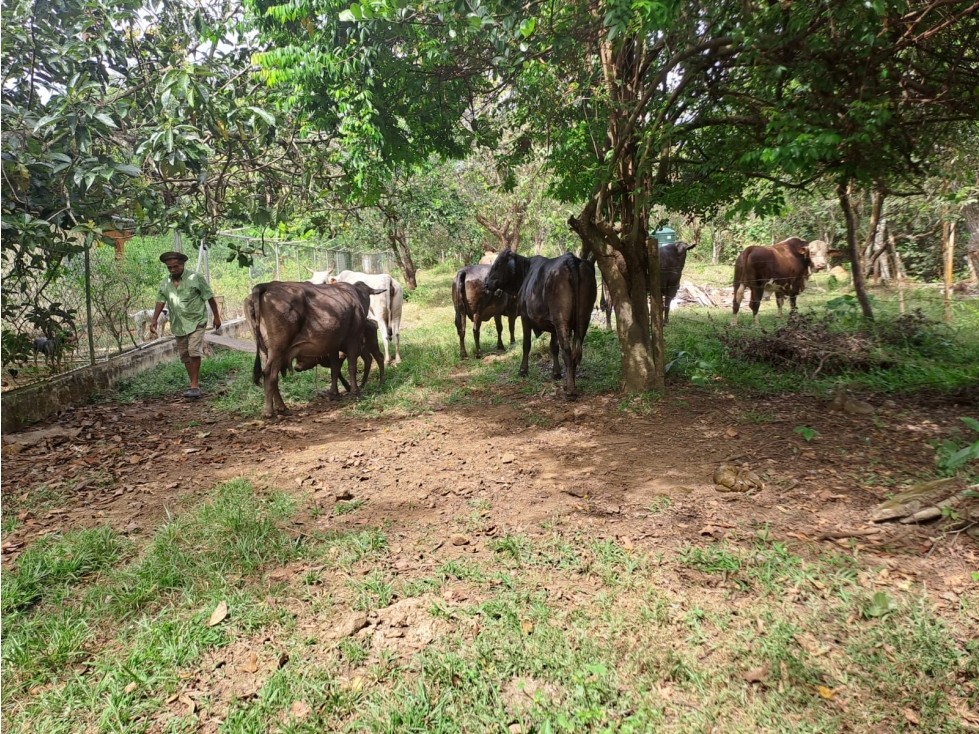VENTA DE FINCA POBLADO LLANO EN CALOBRE — foto 2