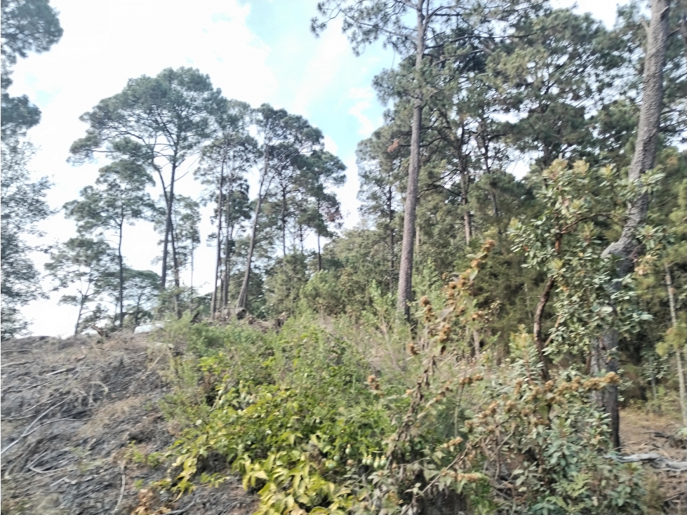 LOTE BOSCOSO EN VALLE DE BRAVO
