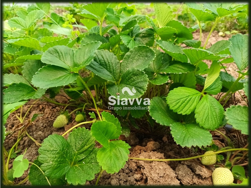 TERRENO EN VENTA EN SANTA MAGDALENA, VALLE DE BRAVO