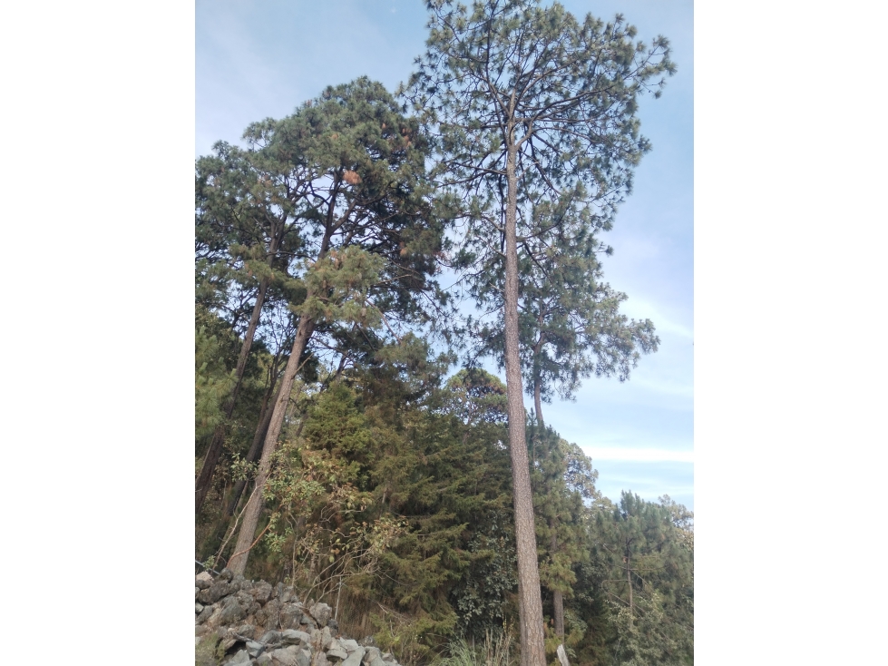 LOTE BOSCOSO EN VALLE DE BRAVO — foto 4