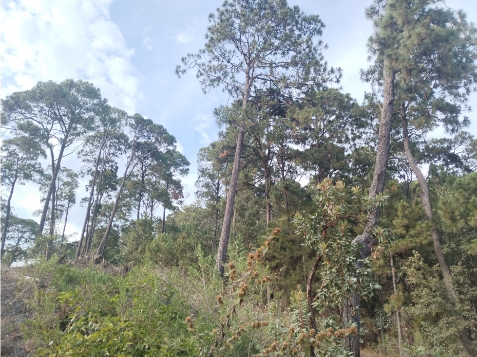 LOTE BOSCOSO EN VALLE DE BRAVO — foto 6
