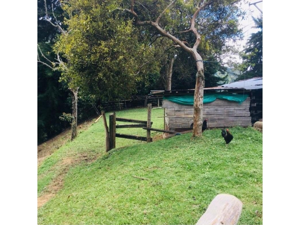 VENDO FINCA EN CORDOBA QUINDIO - 2