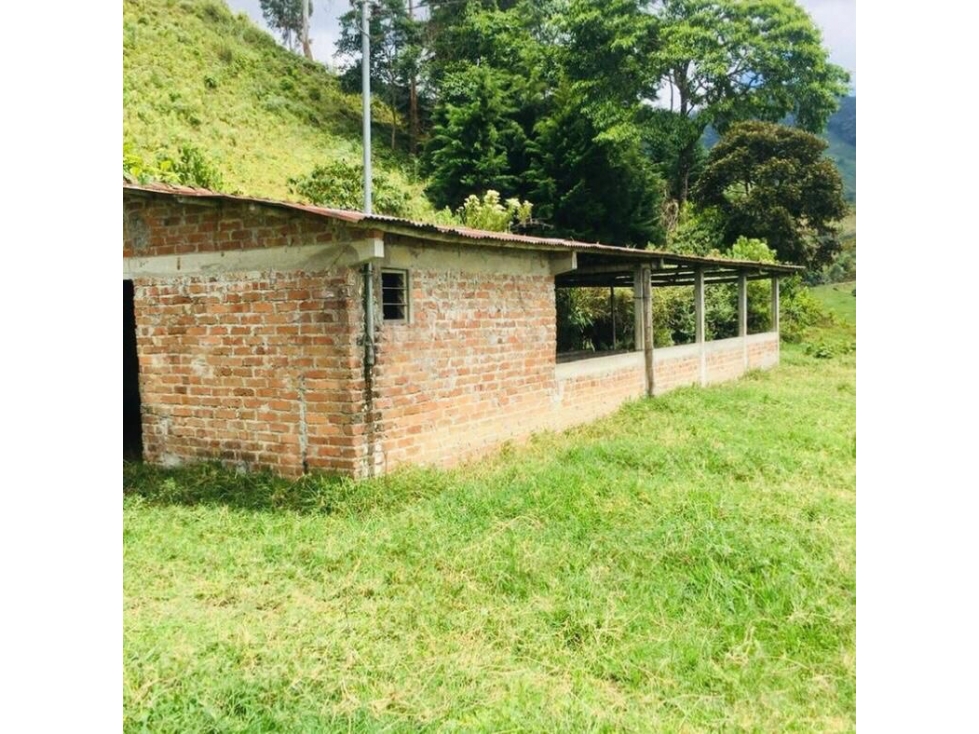 VENDO FINCA EN CORDOBA QUINDIO - 3