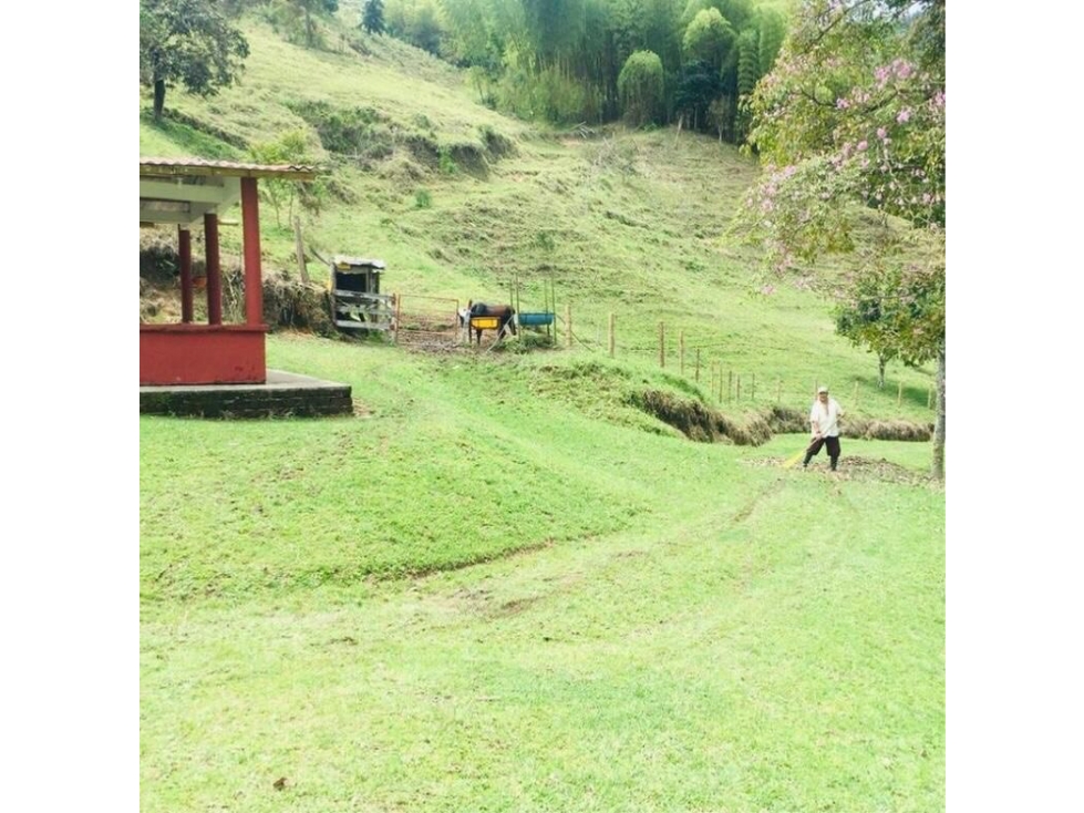 VENDO FINCA EN CORDOBA QUINDIO - 4
