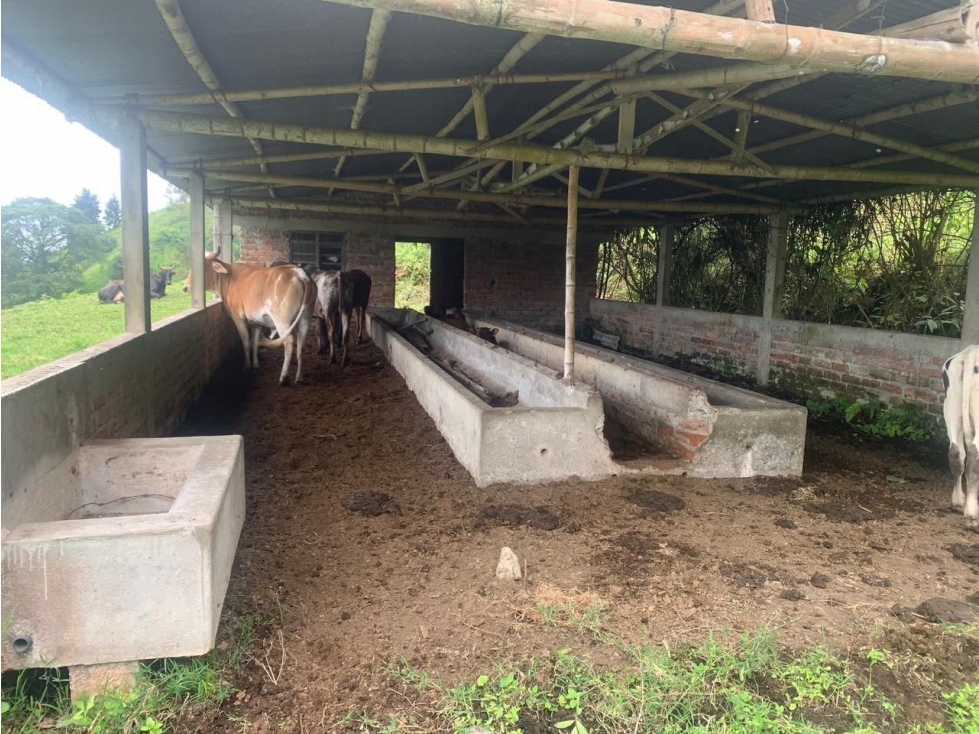 VENDO FINCA EN CORDOBA QUINDIO - 5