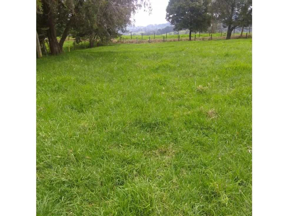 Venta Lote San Pedro de Los Milagros Vereda El Espinal C5573599 — foto 6
