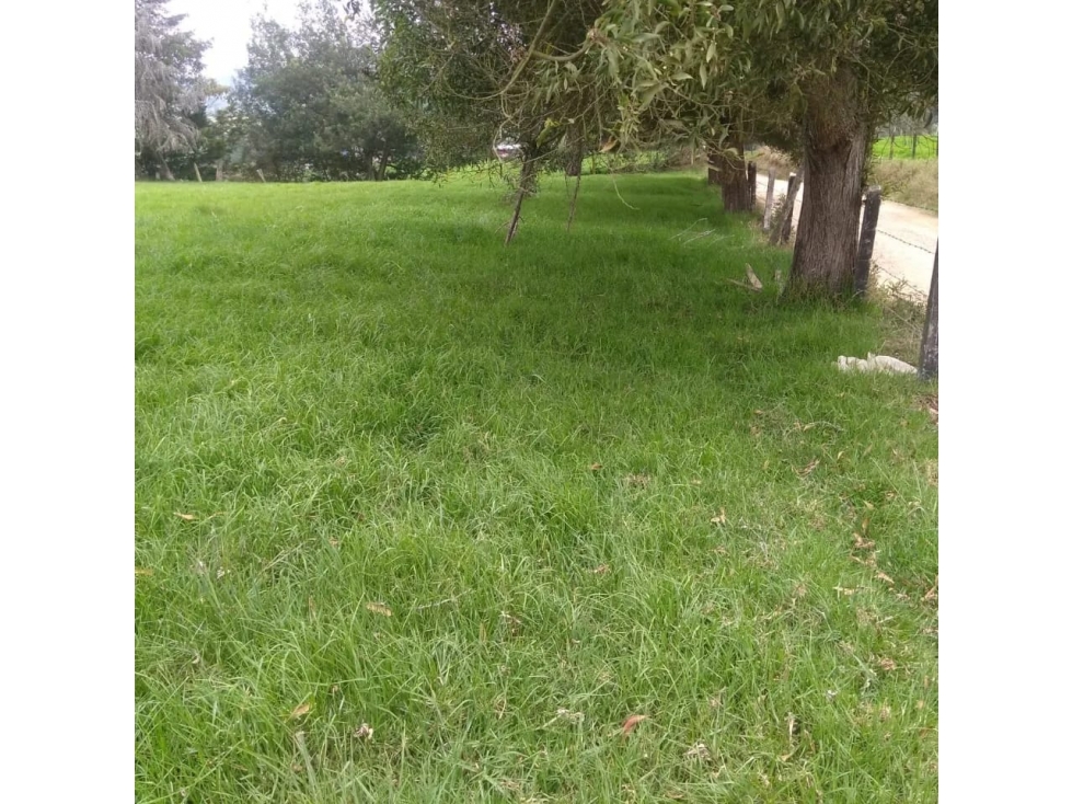 Venta Lote San Pedro de Los Milagros Vereda El Espinal C5573599 — foto 5