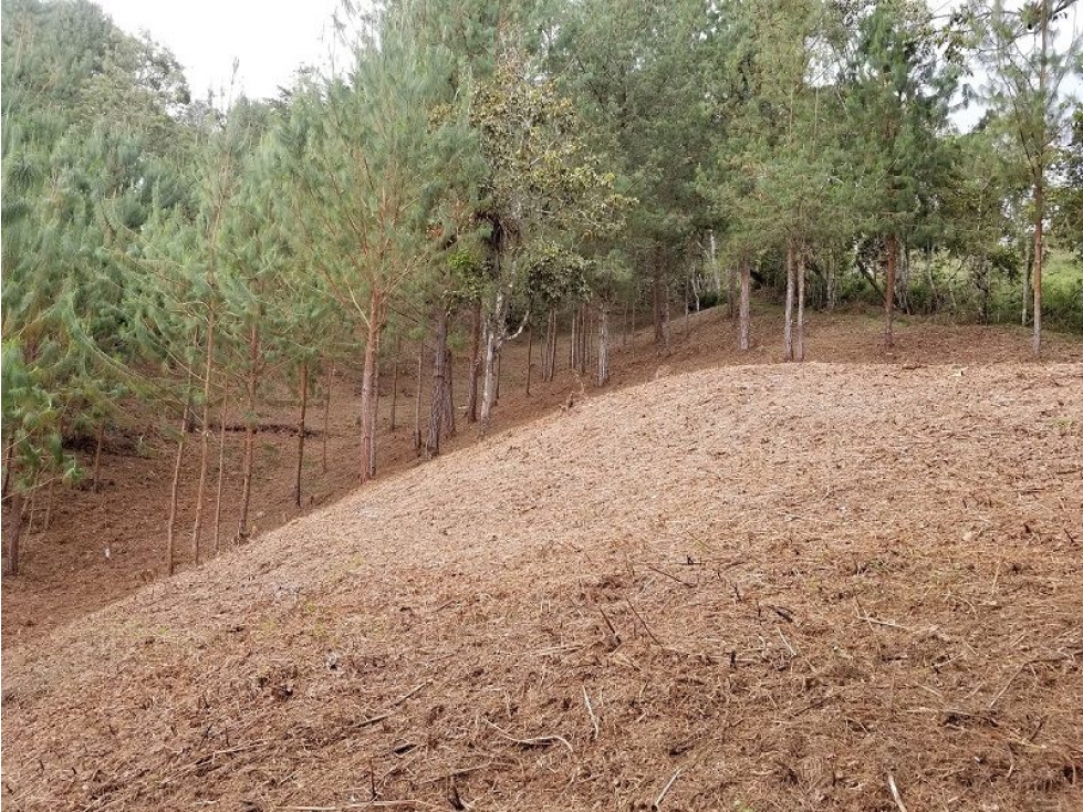 VENTA DE LOTE INDEPENDIENTE EN EL TABLAZO, SECTOR SAJONIA-EL CHAQUIRO — foto 3