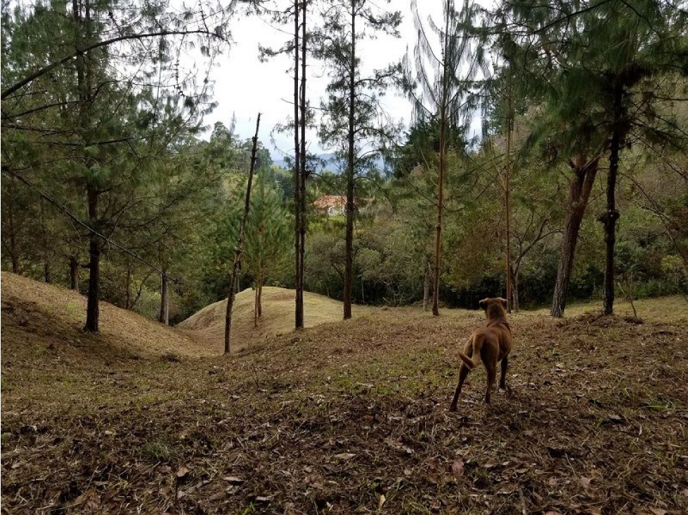 VENTA DE LOTE INDEPENDIENTE EN EL TABLAZO, SECTOR SAJONIA-EL CHAQUIRO — foto 4