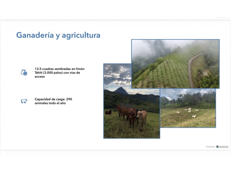 SE VENDE ESPECTACULAR FINCA GANADERA, VENECIA ANTIOQUIA — foto 5