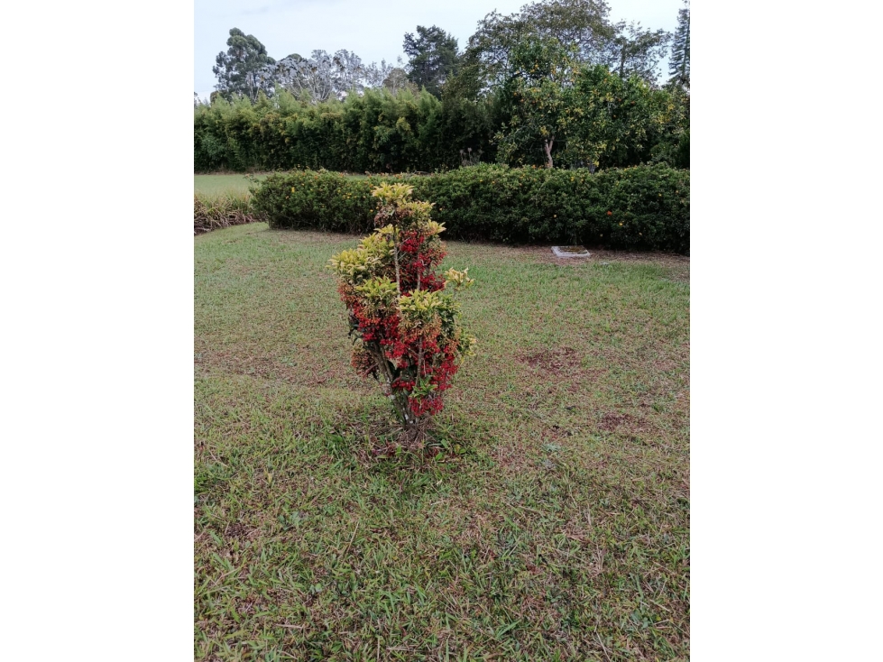 VENTA FINCA RIONEGRO SANTA ANA — foto 6