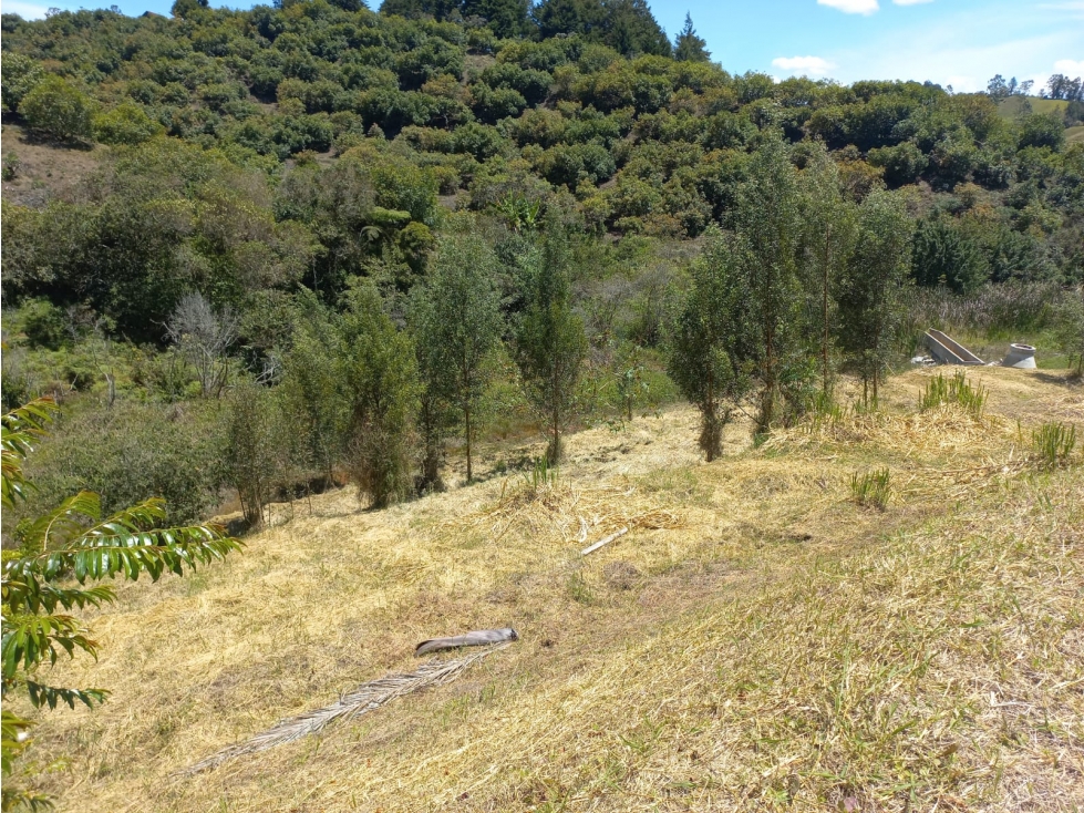 Venta de Lote N°28 en Parcelación Natura Arrayanes — foto 5