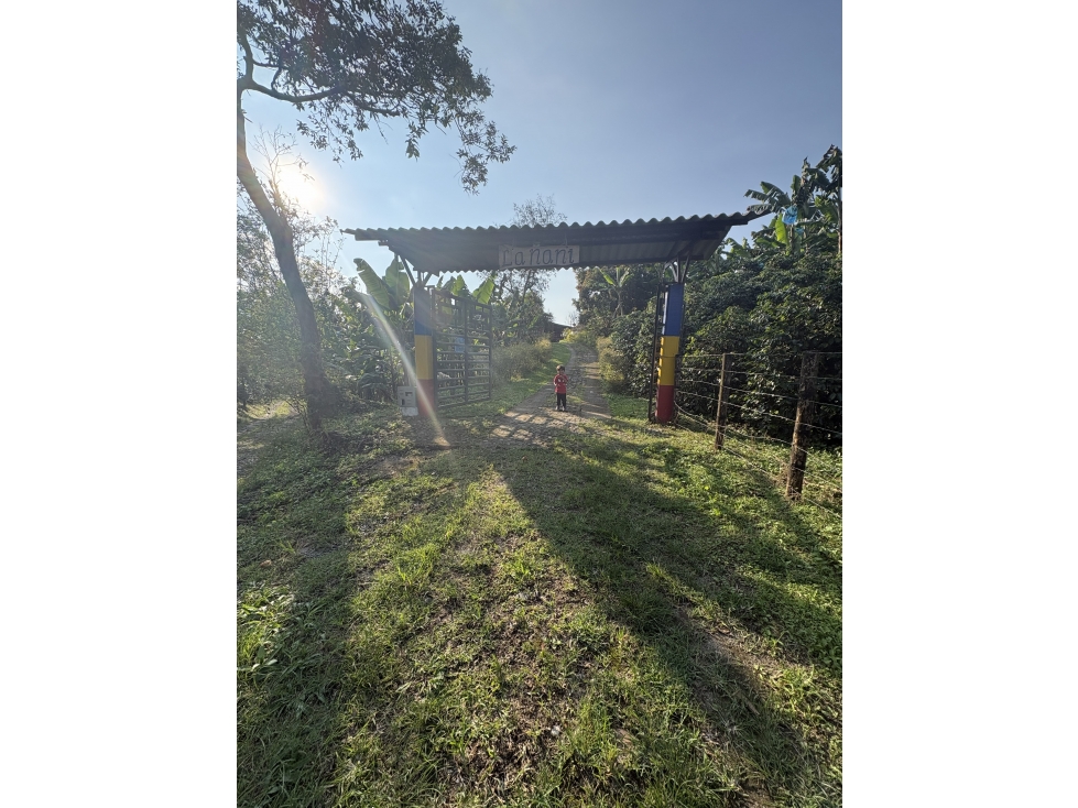 Venta de finca cafetera en Circasia Quindio, vereda la Siria — foto 3