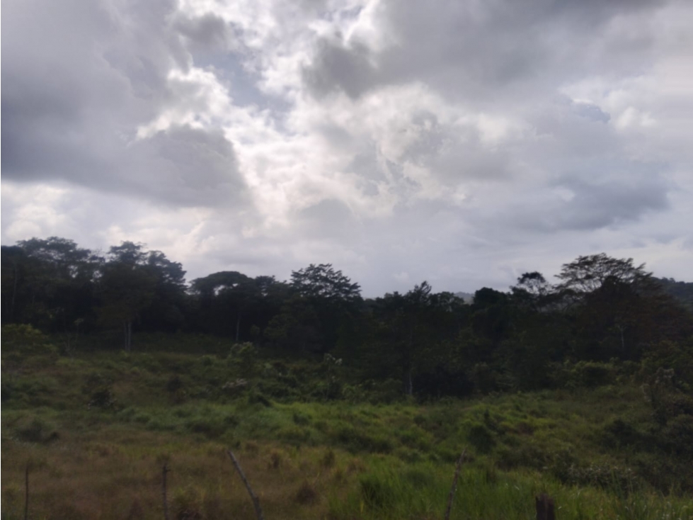 SE VENDE FINCA EN HACIENDA LA MONTAÑA VIA LA PINTADA COCLÉ — foto 6