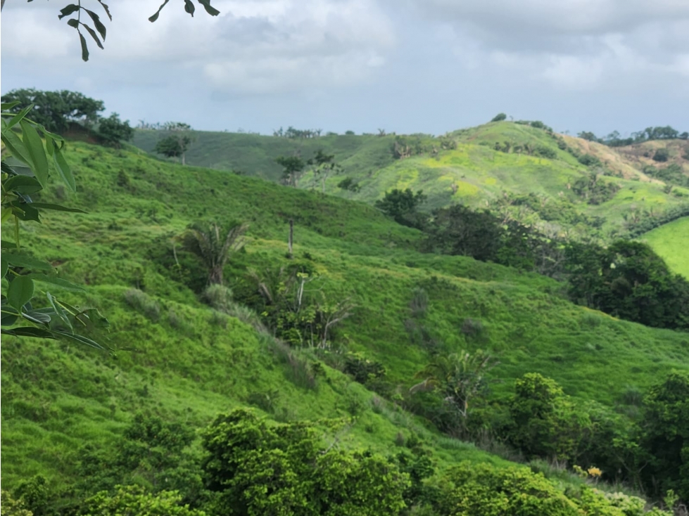 Finca Ganadera en Venta en Cañitas de Chepo - 2