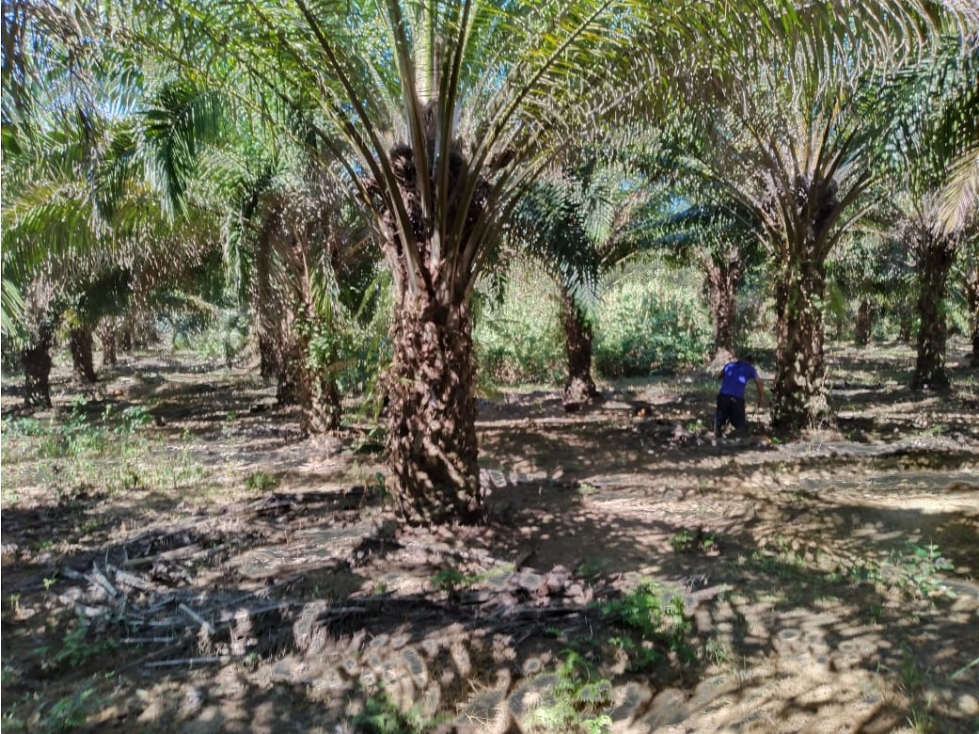 Finca agrícola de agua viva y tierra fértil Bugaba, Chiriquí - 1