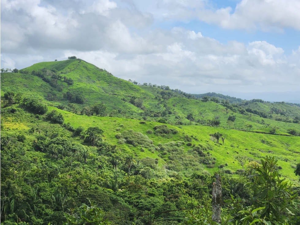 Finca Ganadera en Venta en Cañitas de Chepo - 3
