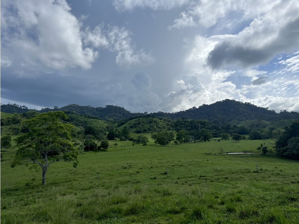 Venta de Finca Agropecuaria en Tortí Chepo - 3
