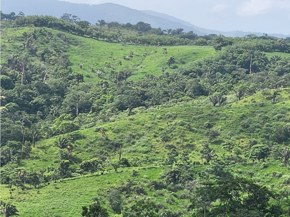 Finca Ganadera en Venta en Cañitas de Chepo - 4