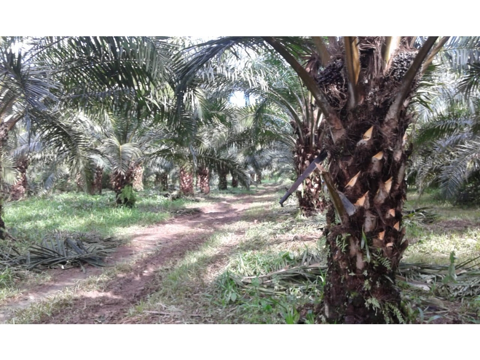 Finca agrícola de agua viva y tierra fértil Bugaba, Chiriquí - 2