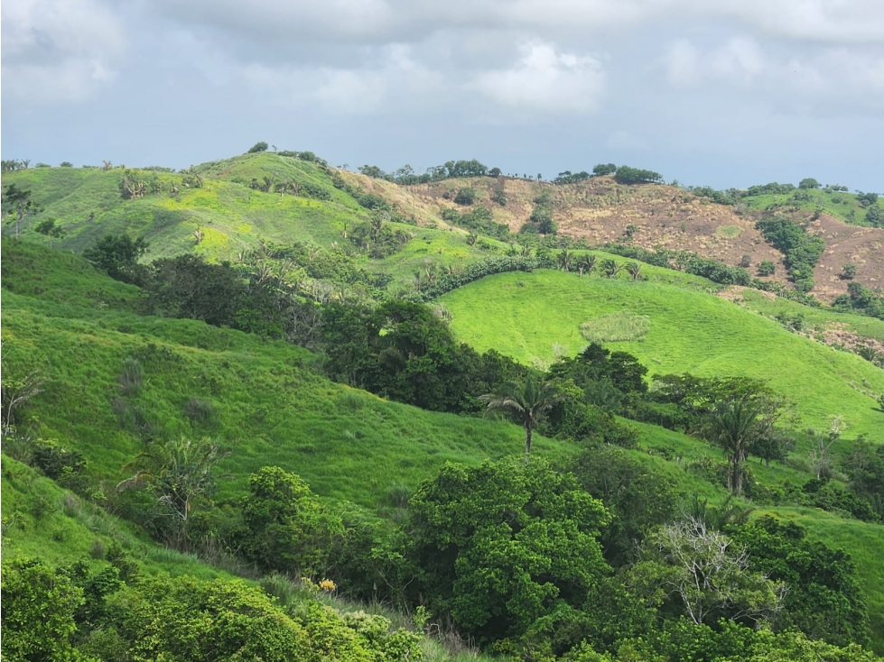 Finca Ganadera en Venta en Cañitas de Chepo - 5